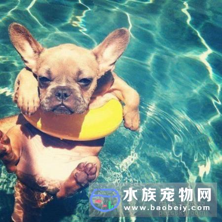 都说狗狗天生就会游泳,现实中真的是这样吗?狗天生会游泳?