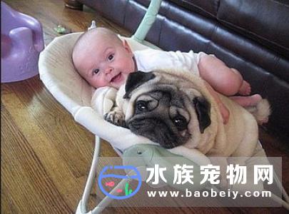 家有宝宝一岁零五个月,狗狗的习惯和宝宝的习惯怎样来统一?