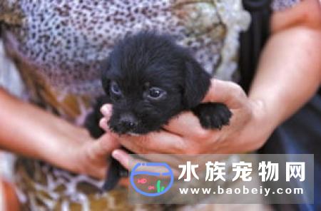 出生后3日内的护理是养好仔犬的第一个关键性时期,仔犬发育时间表