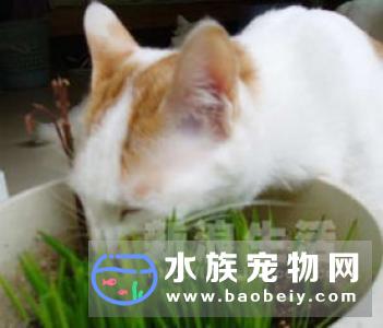 猫咪为什么会吃草 什么是猫草
