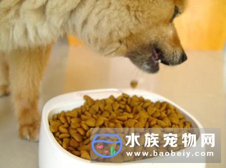 为什么狗要把食物从碗里叼到地上？如何改变这种坏习惯呢？