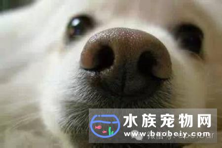 柴犬的鼻子发干的原因 狗狗鼻子发干是生病了吗