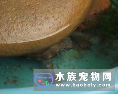 中华草龟怎么养?化学法即用硫代硫酸钠除氯和晒壳