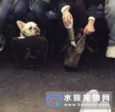 纽约地铁说，只要包里塞得下，就可以带狗