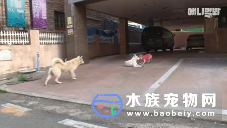 韩国3只狗狗上演了这样一幕,两只小公狗爱上了同一只小母狗