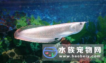 银龙鱼怎么喂食 银龙鱼多数喜食面包虫