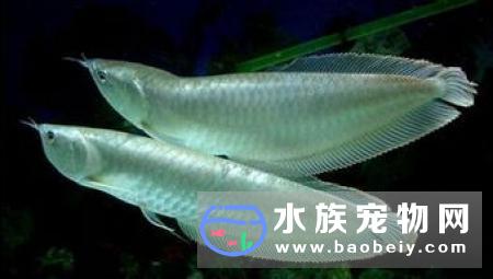 银龙鱼怎么喂食 银龙鱼多数喜食面包虫