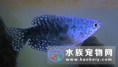 怎么养好热带鱼 初养热带鱼首选孔雀鱼