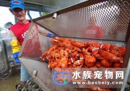 美国龙虾产业到了维持不下去的地步 直到他们发现中国的吃货
