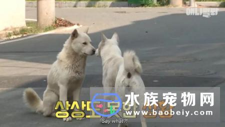 韩国3只狗狗上演了这样一幕,两只小公狗爱上了同一只小母狗