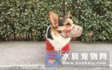 北京多小区频现毒狗事件，新的一波就在圣诞节前后！