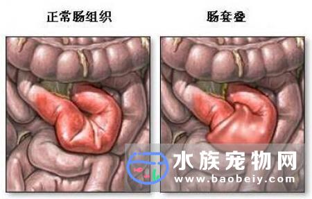 肠套叠一般与肠炎(由寄生虫、病毒或细菌感染、食物不适或改变、异物等引起)