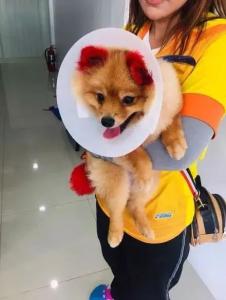 泰国铲屎官带着爱犬Diffy做宠物美容,特意要求把耳朵和尾巴染成了粉红色.
