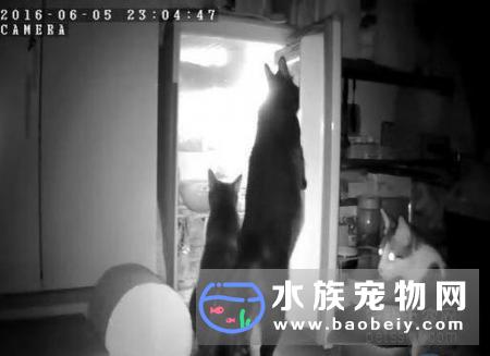 上班时打开“小苹果”无线网路摄影机竟发现家里3只猫打开冰箱偷吃东西