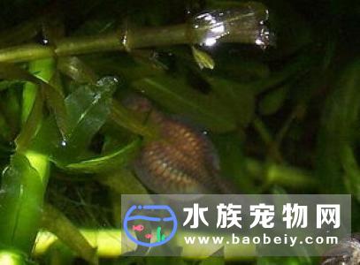 银龙鱼怎么繁殖 银龙鱼繁殖需要注意的事项