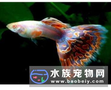 容易饲养的热带鱼 孔雀鱼是最容易饲养热带鱼