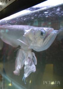 银龙鱼怎么繁殖 银龙鱼繁殖需要注意的事项
