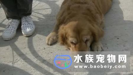 网友在渝北发现一只走失的狗狗2、五夜不吃不喝等主人编后语