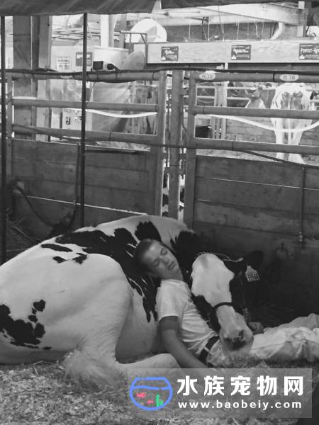 男孩与奶牛依偎在一起睡觉的照片都上了电视新闻,男孩的母亲LauraMine