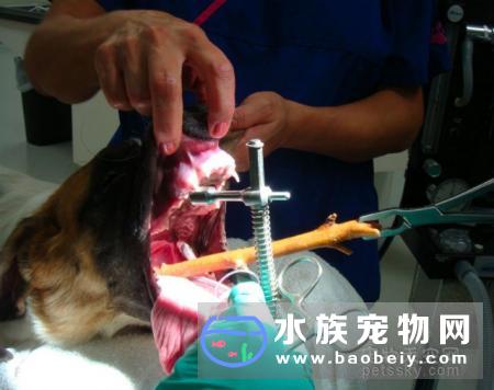 主人带狗狗到医院检查 从嘴里取出35厘米长的树枝