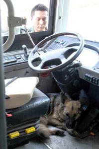 雅典男子砸车窗救狗被警察逮捕