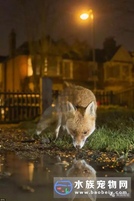 狐狸多有调查显示:伦敦大概住着1000多只狐狸