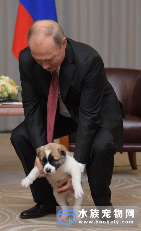 普京是个爱狗狂魔:对狗子被这样拎起来表情有些不满