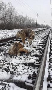 火车从两只可怜的小狗头上飞驰而过