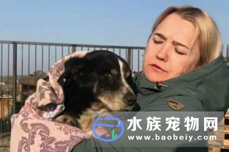俄罗斯18岁狗狗安详离世,铲屎官感动哭了:请千万不要放弃它们!
