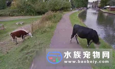 谷歌街景地图给一头牛打马赛克 与人类一样享受相同隐私待遇