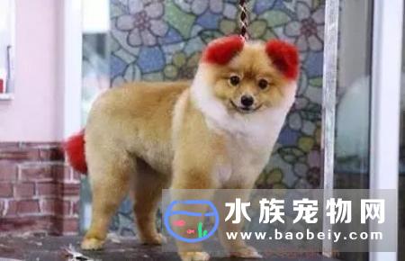 泰国铲屎官带着爱犬Diffy做宠物美容,特意要求把耳朵和尾巴染成了粉红色.