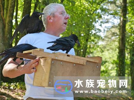 乌鸦还可以这样用，法国公园训练6只乌鸦，捡游客丢弃的垃圾