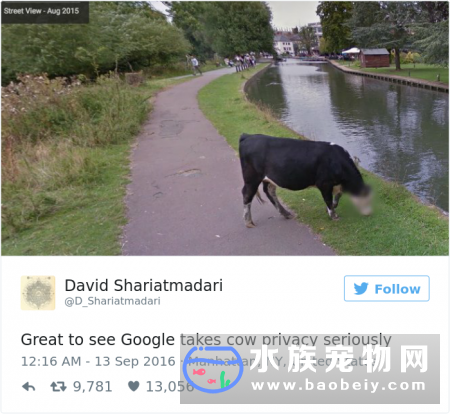 谷歌街景地图给一头牛打马赛克 与人类一样享受相同隐私待遇