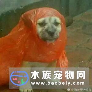 当你遛狗的时候,突然下起了大雨,附近没有躲雨的地方,而且只有一把伞
