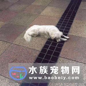 网友在渝北发现一只走失的狗狗2、五夜不吃不喝等主人编后语