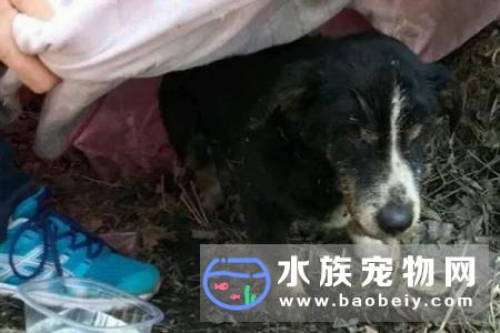 俄罗斯18岁狗狗安详离世,铲屎官感动哭了:请千万不要放弃它们!