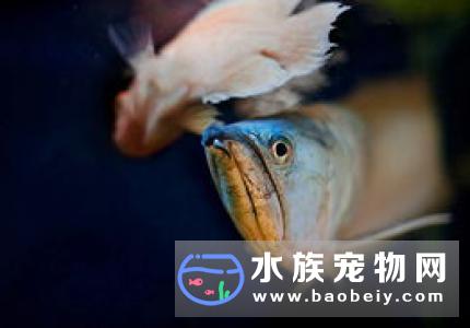 人工饲养银龙鱼,主要以动物性饵料喂食