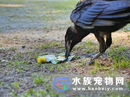 乌鸦还可以这样用，法国公园训练6只乌鸦，捡游客丢弃的垃圾